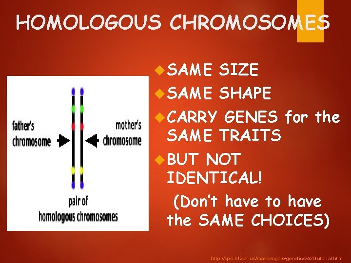 HOMOLOGOUS CHROMOSOMES SAME SIZE SAME SHAPE CARRY GENES for the SAME TRAITS BUT NOT