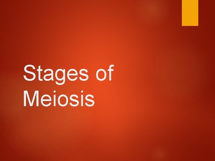 Stages of Meiosis 