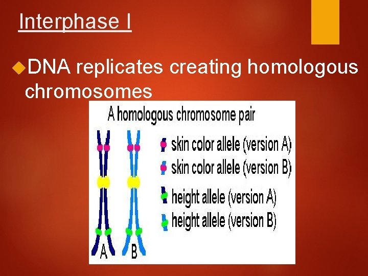 Interphase I DNA replicates creating homologous chromosomes 