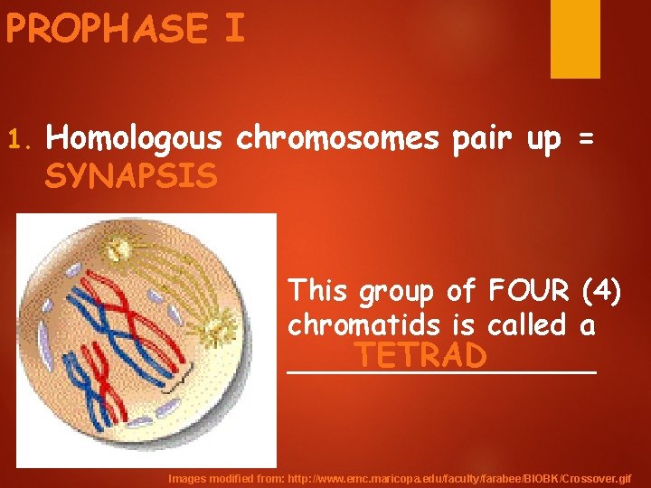 PROPHASE I 1. Homologous chromosomes pair up = SYNAPSIS This group of FOUR (4)