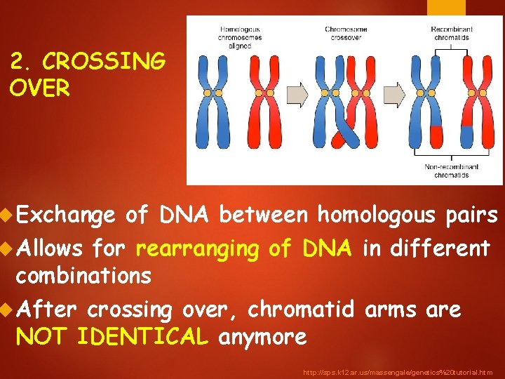 2. CROSSING OVER Exchange of DNA between homologous pairs Allows for rearranging of DNA