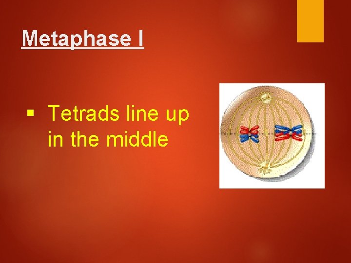 Metaphase I § Tetrads line up in the middle 