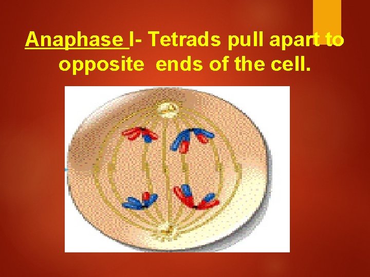 Anaphase I- Tetrads pull apart to opposite ends of the cell. 