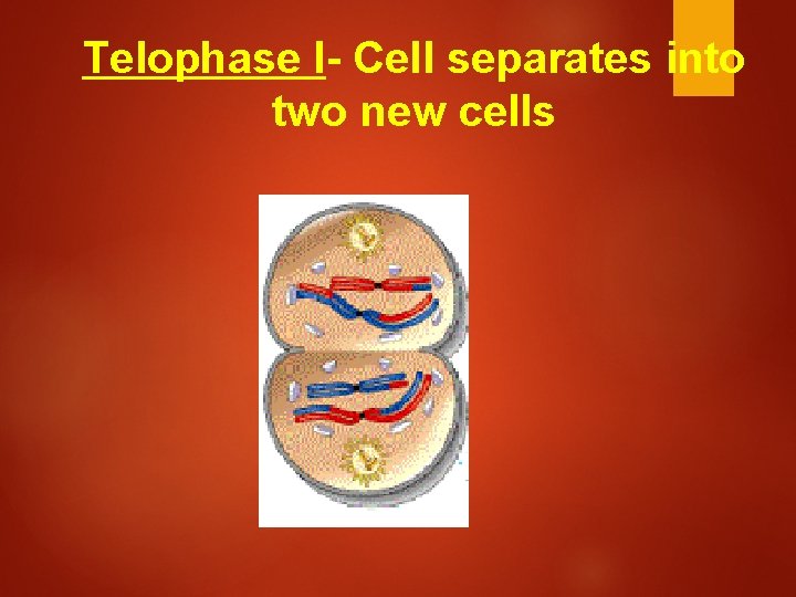 Telophase I- Cell separates into two new cells 