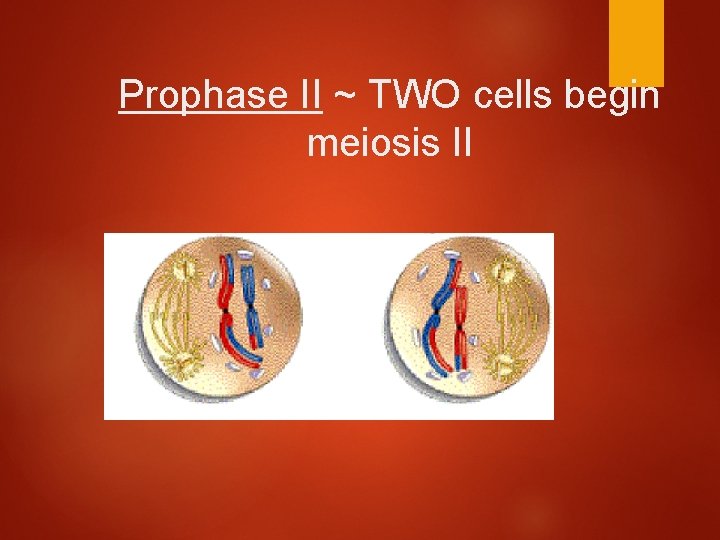 Prophase II ~ TWO cells begin meiosis II 
