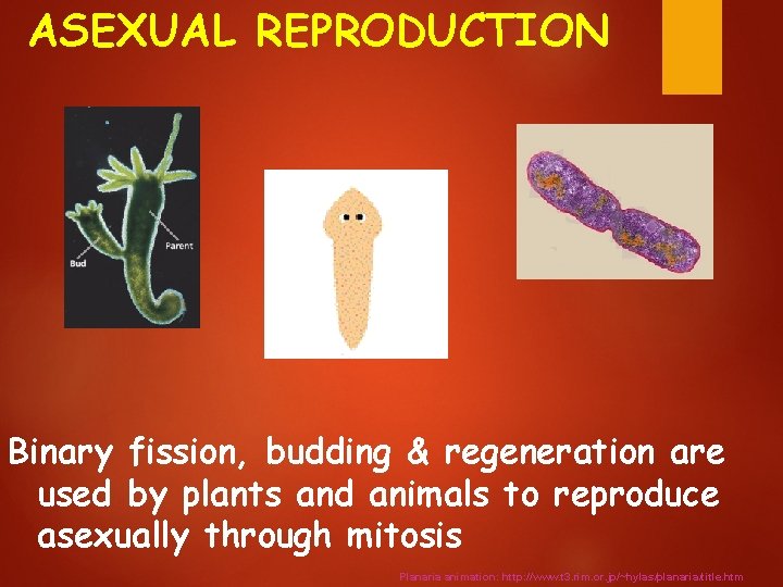 ASEXUAL REPRODUCTION Binary fission, budding & regeneration are used by plants and animals to