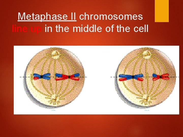 Metaphase II chromosomes line up in the middle of the cell 