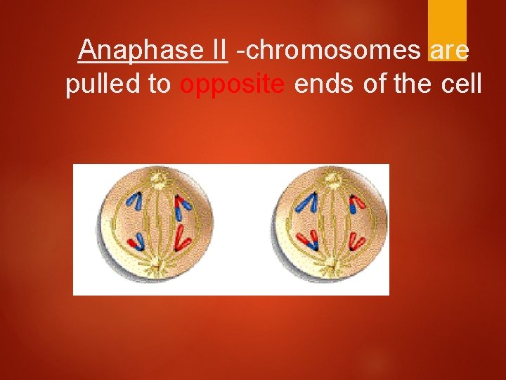 Anaphase II -chromosomes are pulled to opposite ends of the cell 