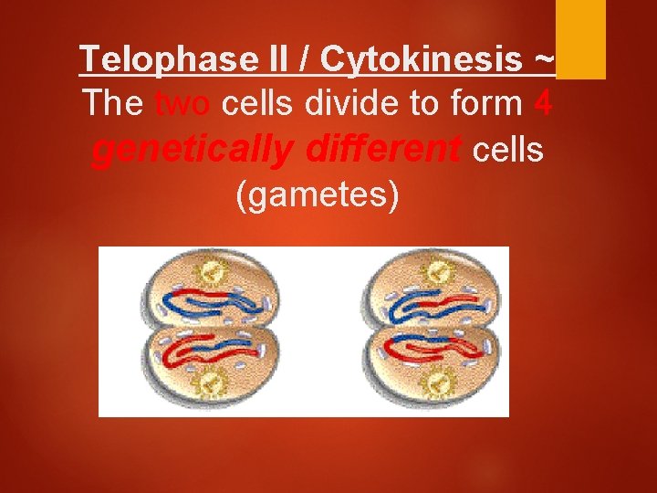 Telophase II / Cytokinesis ~ The two cells divide to form 4 genetically different