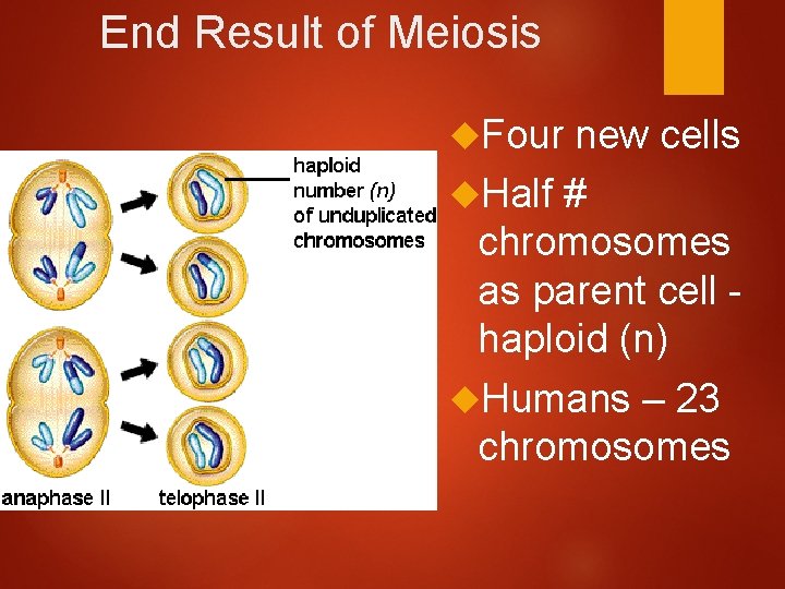 End Result of Meiosis Four new cells Half # chromosomes as parent cell haploid
