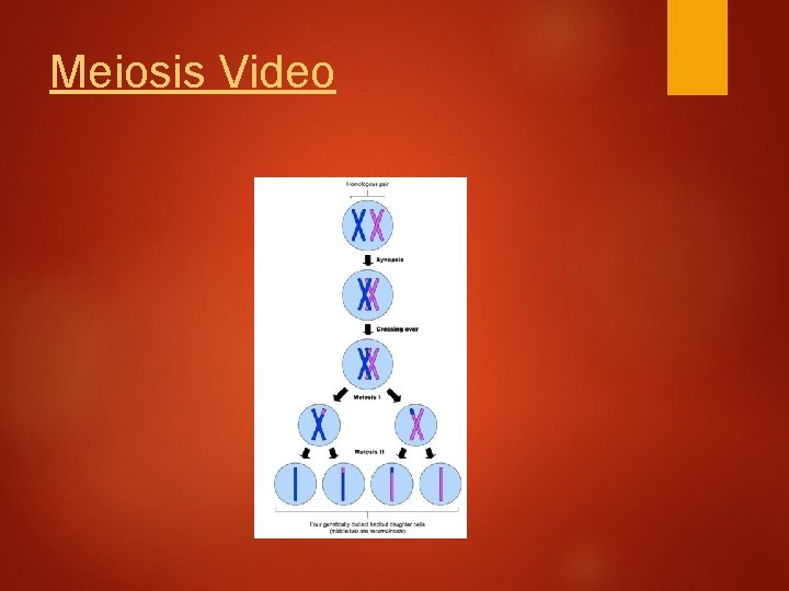 Meiosis Video 