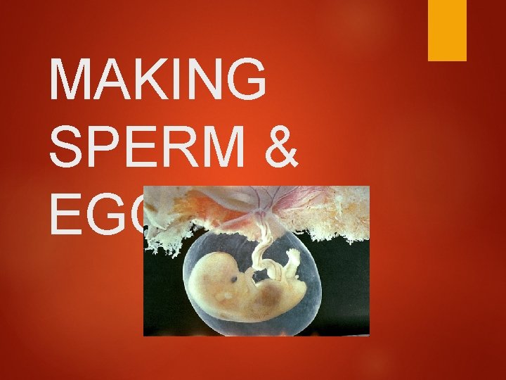 MAKING SPERM & EGGS 