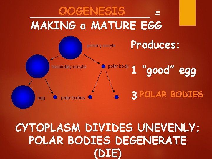 OOGENESIS _________ = MAKING a MATURE EGG Produces: 1 “good” egg 3 POLAR BODIES