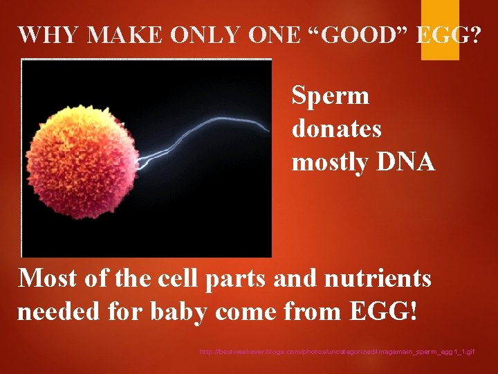 WHY MAKE ONLY ONE “GOOD” EGG? Sperm donates mostly DNA Most of the cell