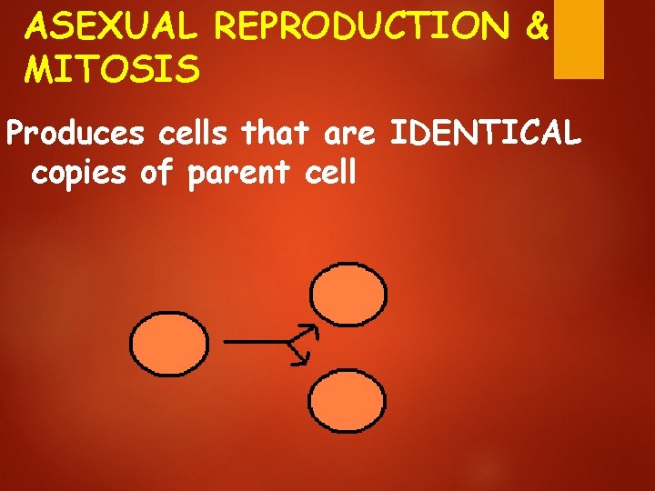 ASEXUAL REPRODUCTION & MITOSIS Produces cells that are IDENTICAL copies of parent cell 