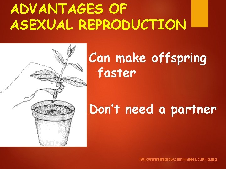 ADVANTAGES OF ASEXUAL REPRODUCTION Can make offspring faster Don’t need a partner http: //www.