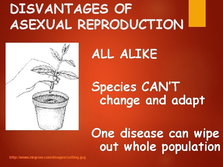 DISVANTAGES OF ASEXUAL REPRODUCTION ALL ALIKE Species CAN’T change and adapt One disease can