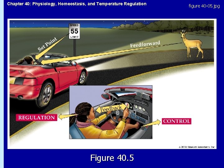 Chapter 40: Physiology, Homeostasis, and Temperature Regulation Figure 40. 5 figure 40 -05. jpg