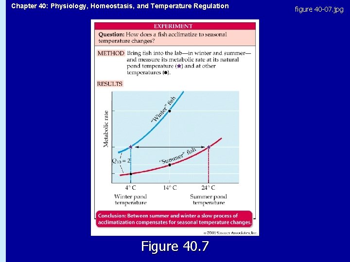 Chapter 40: Physiology, Homeostasis, and Temperature Regulation Figure 40. 7 figure 40 -07. jpg