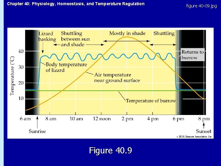 Chapter 40: Physiology, Homeostasis, and Temperature Regulation Figure 40. 9 figure 40 -09. jpg