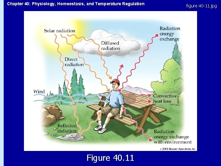 Chapter 40: Physiology, Homeostasis, and Temperature Regulation Figure 40. 11 figure 40 -11. jpg