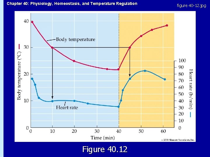 Chapter 40: Physiology, Homeostasis, and Temperature Regulation Figure 40. 12 figure 40 -12. jpg