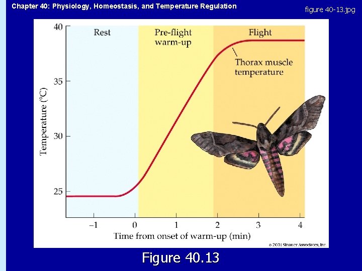 Chapter 40: Physiology, Homeostasis, and Temperature Regulation Figure 40. 13 figure 40 -13. jpg