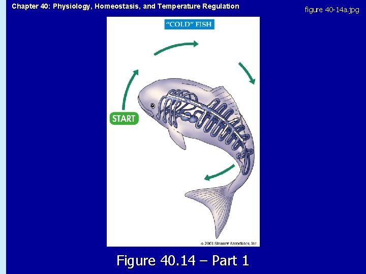 Chapter 40: Physiology, Homeostasis, and Temperature Regulation Figure 40. 14 – Part 1 figure