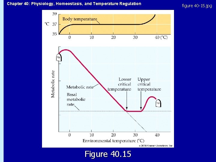 Chapter 40: Physiology, Homeostasis, and Temperature Regulation Figure 40. 15 figure 40 -15. jpg