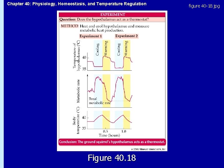 Chapter 40: Physiology, Homeostasis, and Temperature Regulation Figure 40. 18 figure 40 -18. jpg