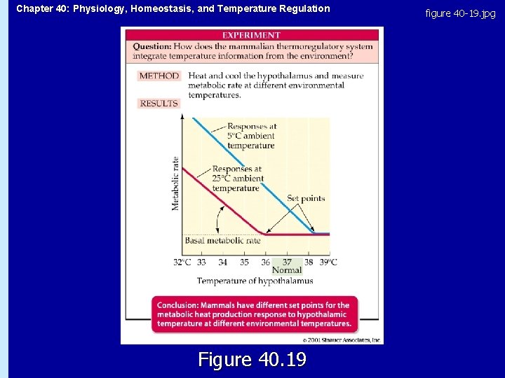 Chapter 40: Physiology, Homeostasis, and Temperature Regulation Figure 40. 19 figure 40 -19. jpg