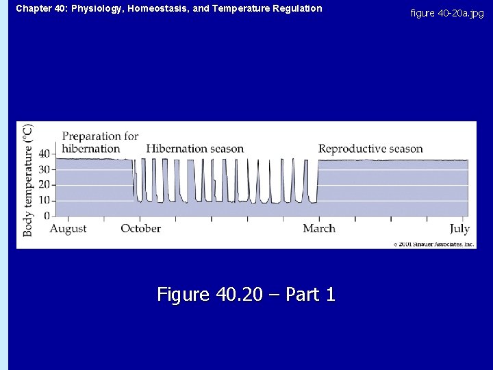 Chapter 40: Physiology, Homeostasis, and Temperature Regulation Figure 40. 20 – Part 1 figure