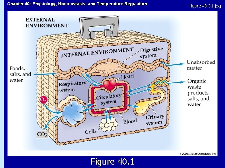Chapter 40: Physiology, Homeostasis, and Temperature Regulation Figure 40. 1 figure 40 -01. jpg