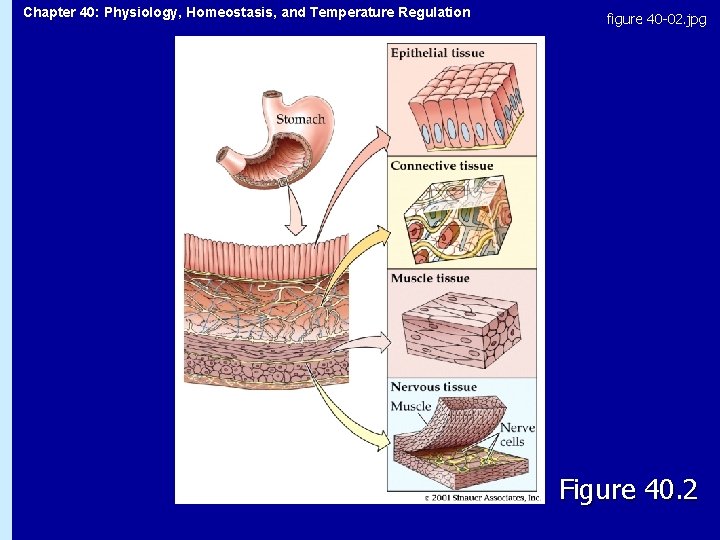 Chapter 40: Physiology, Homeostasis, and Temperature Regulation figure 40 -02. jpg Figure 40. 2