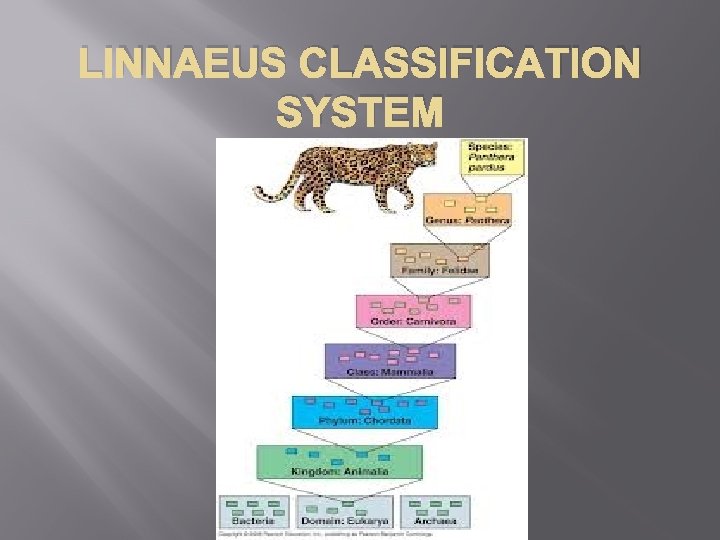 LINNAEUS CLASSIFICATION SYSTEM 