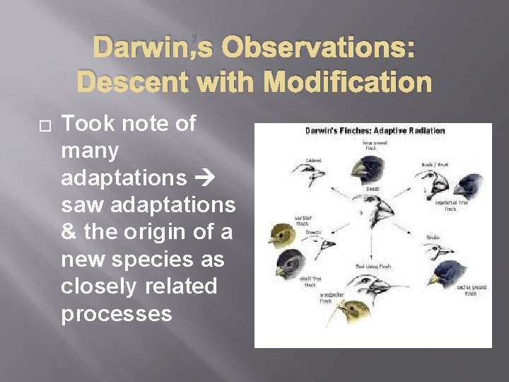 Darwin’s Observations: Descent with Modification � Took note of many adaptations saw adaptations &