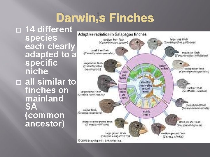 Darwin’s Finches � � 14 different species each clearly adapted to a specific niche