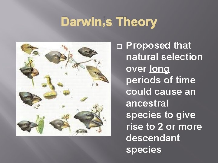 Darwin’s Theory � Proposed that natural selection over long periods of time could cause