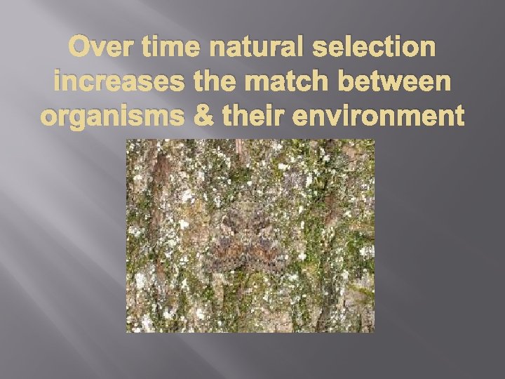 Over time natural selection increases the match between organisms & their environment 