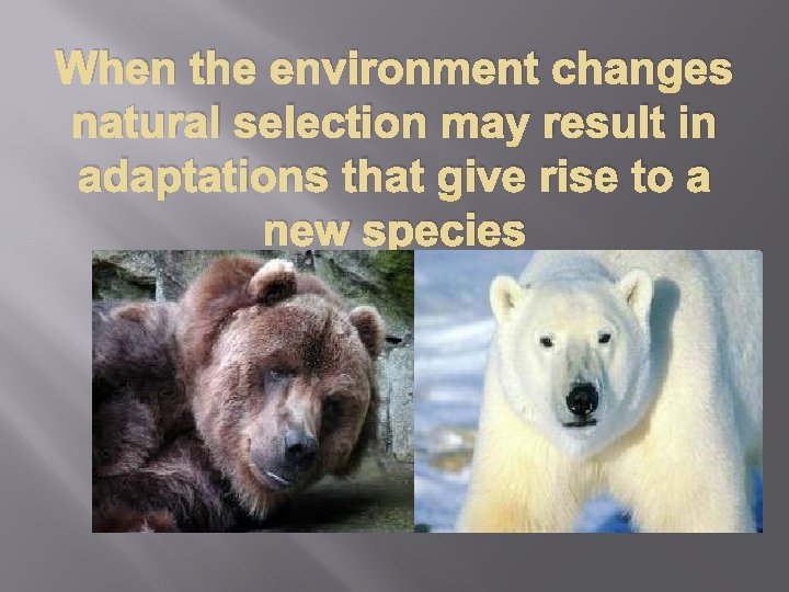 When the environment changes natural selection may result in adaptations that give rise to