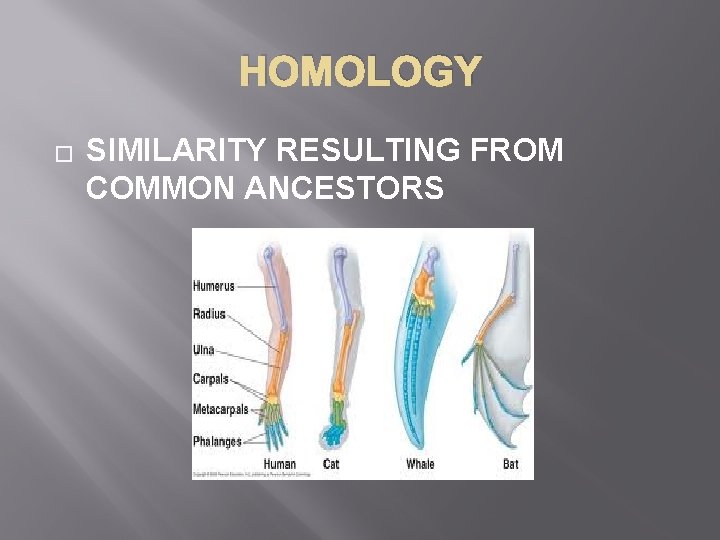 HOMOLOGY � SIMILARITY RESULTING FROM COMMON ANCESTORS 