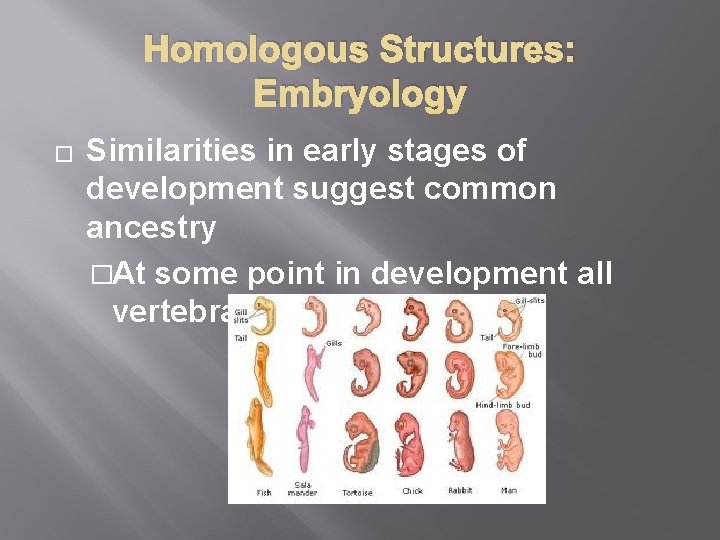 Homologous Structures: Embryology � Similarities in early stages of development suggest common ancestry �At