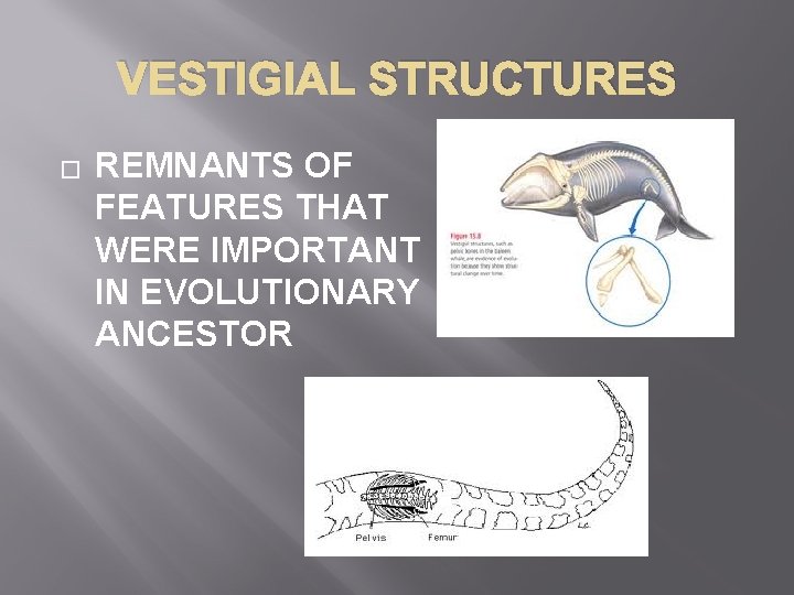 VESTIGIAL STRUCTURES � REMNANTS OF FEATURES THAT WERE IMPORTANT IN EVOLUTIONARY ANCESTOR 