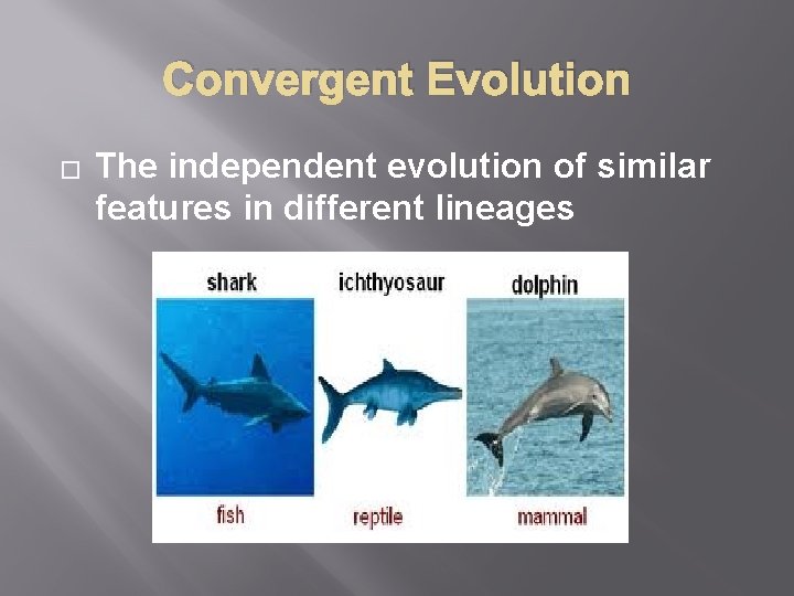 Convergent Evolution � The independent evolution of similar features in different lineages 