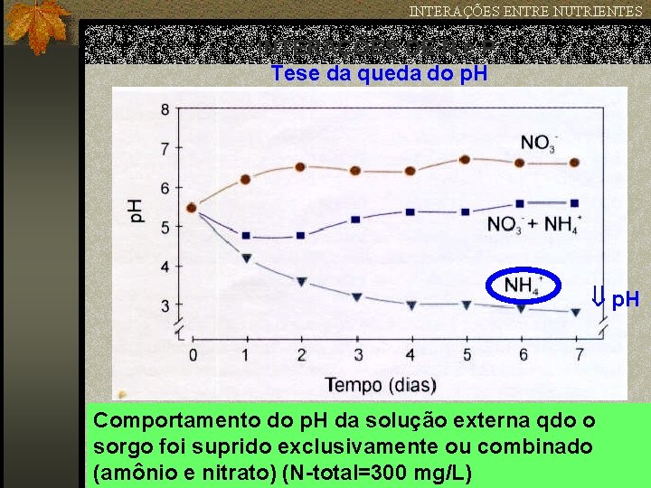 INTERAÇÕES ENTRE NUTRIENTES INTERAÇÕES DE N e P: Tese da queda do p. H