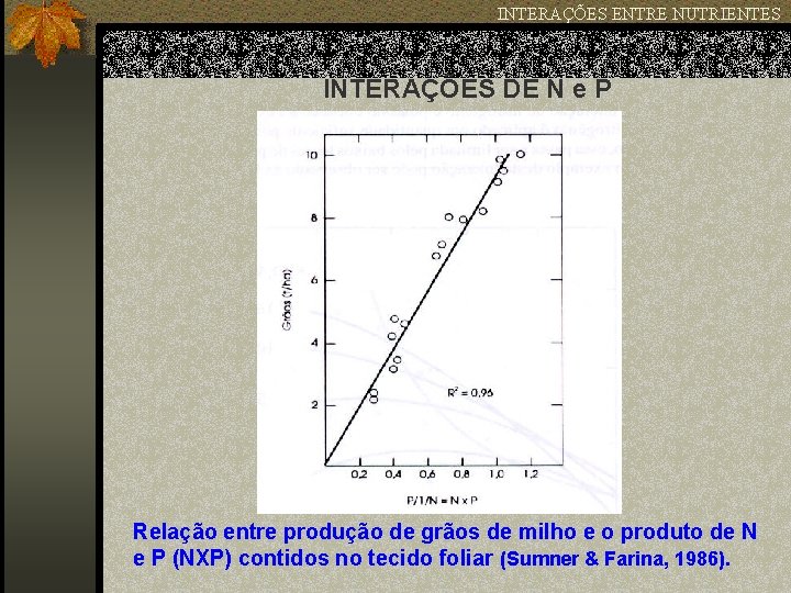 INTERAÇÕES ENTRE NUTRIENTES INTERAÇÕES DE N e P Relação entre produção de grãos de