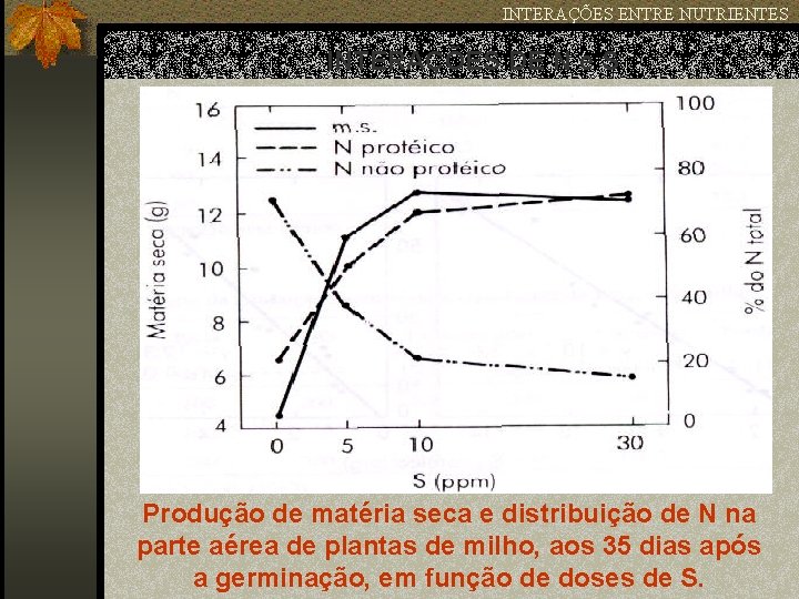 INTERAÇÕES ENTRE NUTRIENTES INTERAÇÕES DE N e S Produção de matéria seca e distribuição