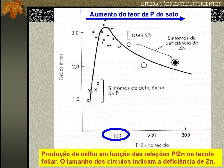 INTERAÇÕES ENTRE NUTRIENTES Aumento do teor de P do solo Produção de milho em