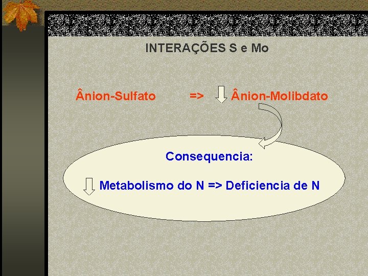 INTERAÇÕES S e Mo nion-Sulfato => nion-Molibdato Consequencia: Metabolismo do N => Deficiencia de