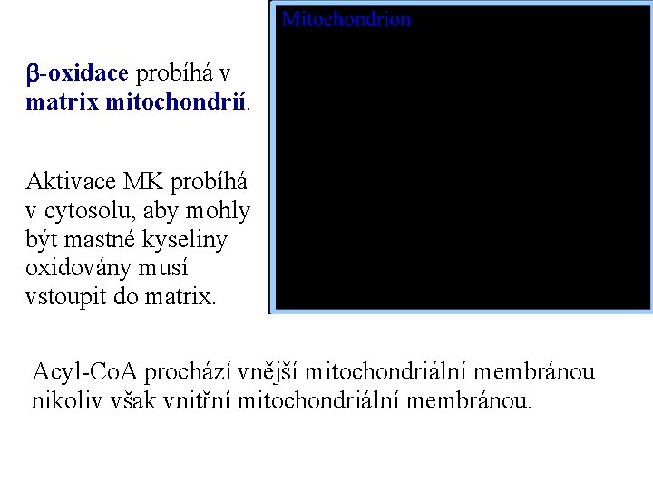 b-oxidace probíhá v matrix mitochondrií. Aktivace MK probíhá v cytosolu, aby mohly být mastné